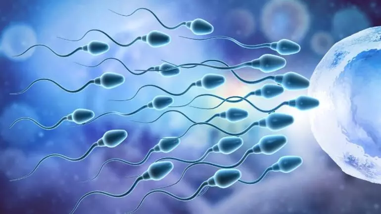 Sperm nasıl üretilir?